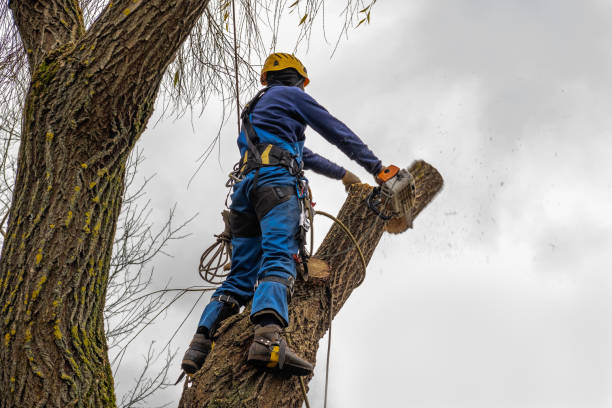 Best Tree Root Removal  in Villas, NJ